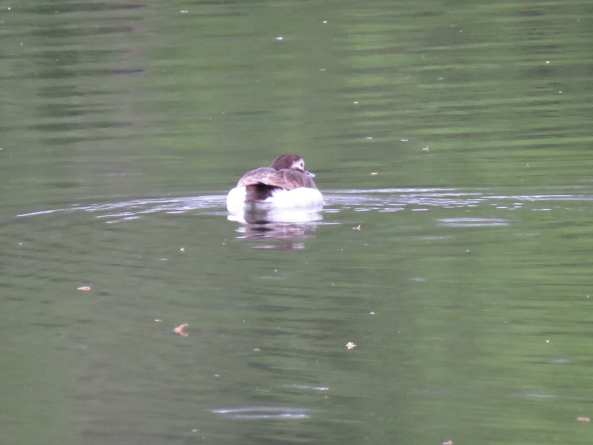 Long-tailed Duck - ML334619961