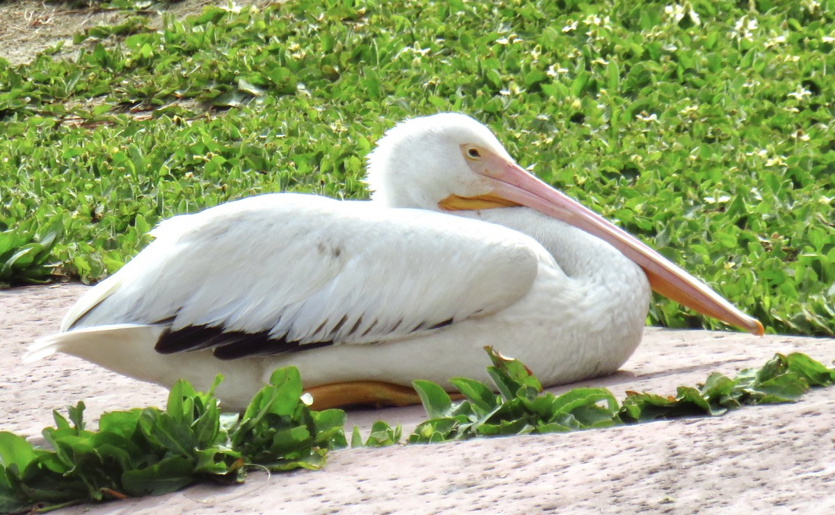American White Pelican - ML334621091