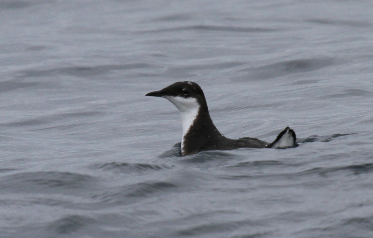 Craveri's Murrelet - Matthew Grube