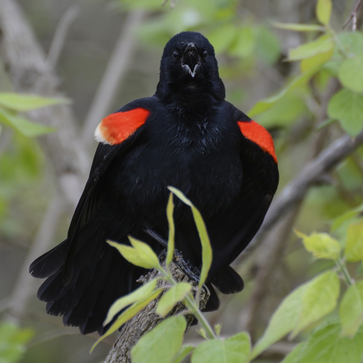 Red-winged Blackbird - Patrick Maurice