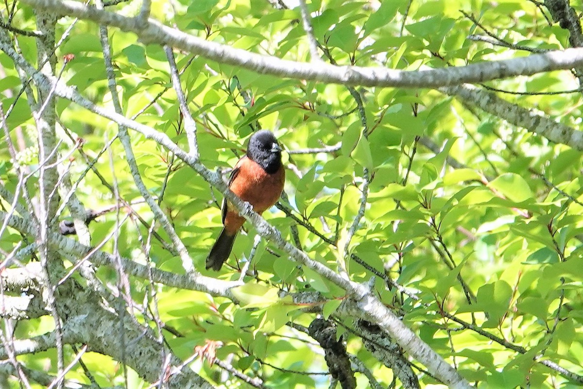 Orchard Oriole - ML334625061