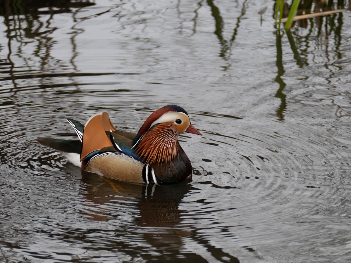 Mandarin Duck - Jens Thieme Almkvist