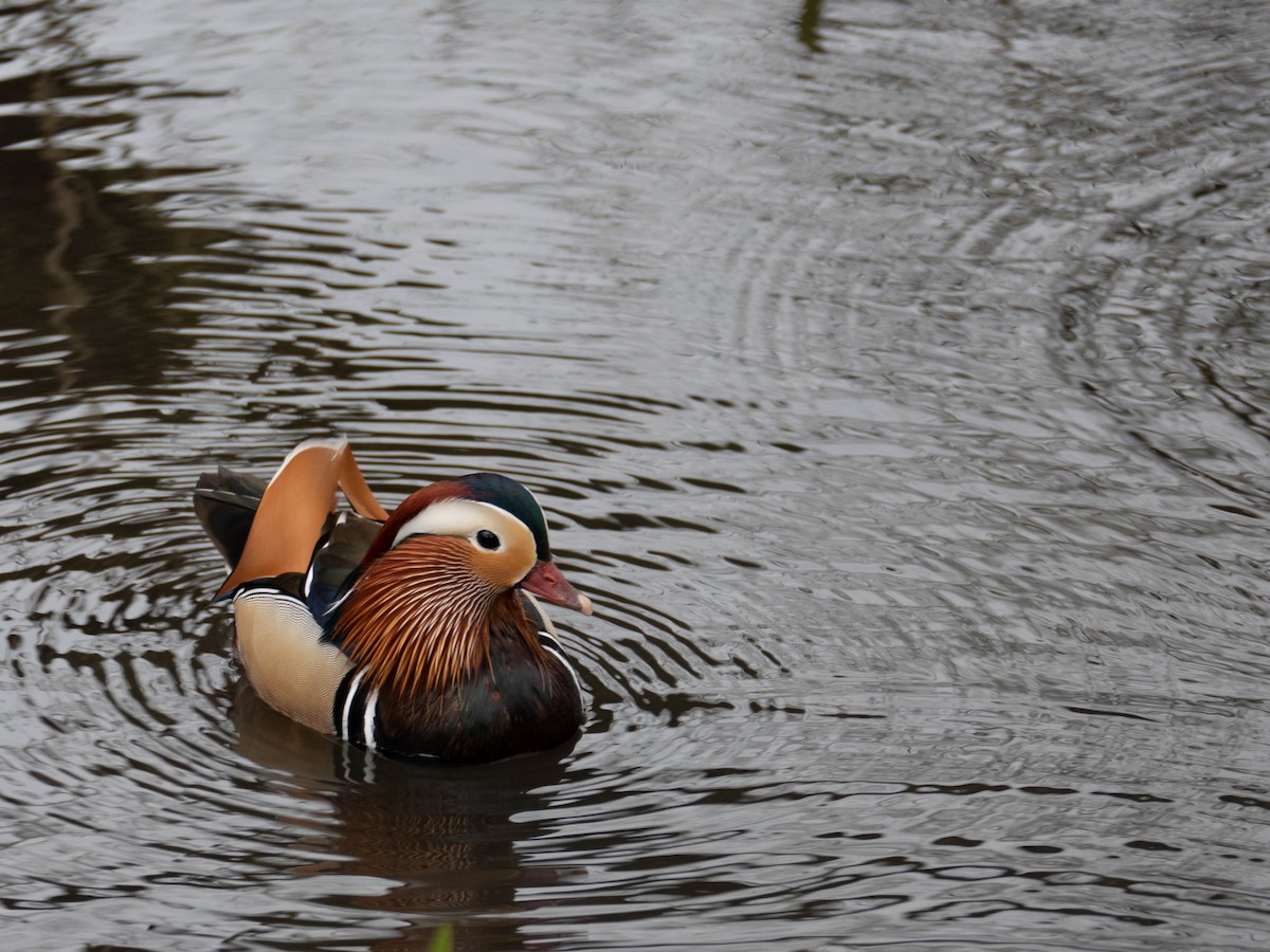 Mandarin Duck - Jens Thieme Almkvist