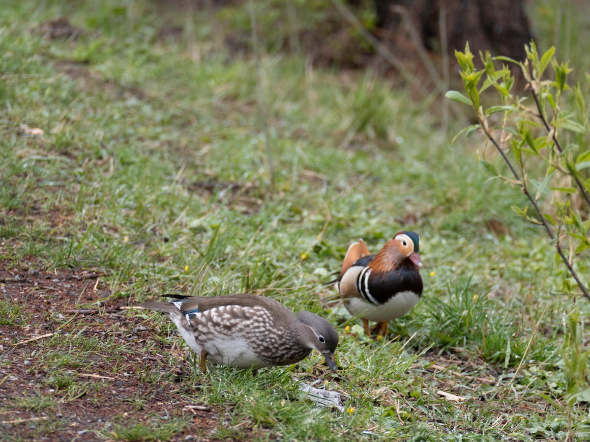 Mandarin-ahatea - ML334625251