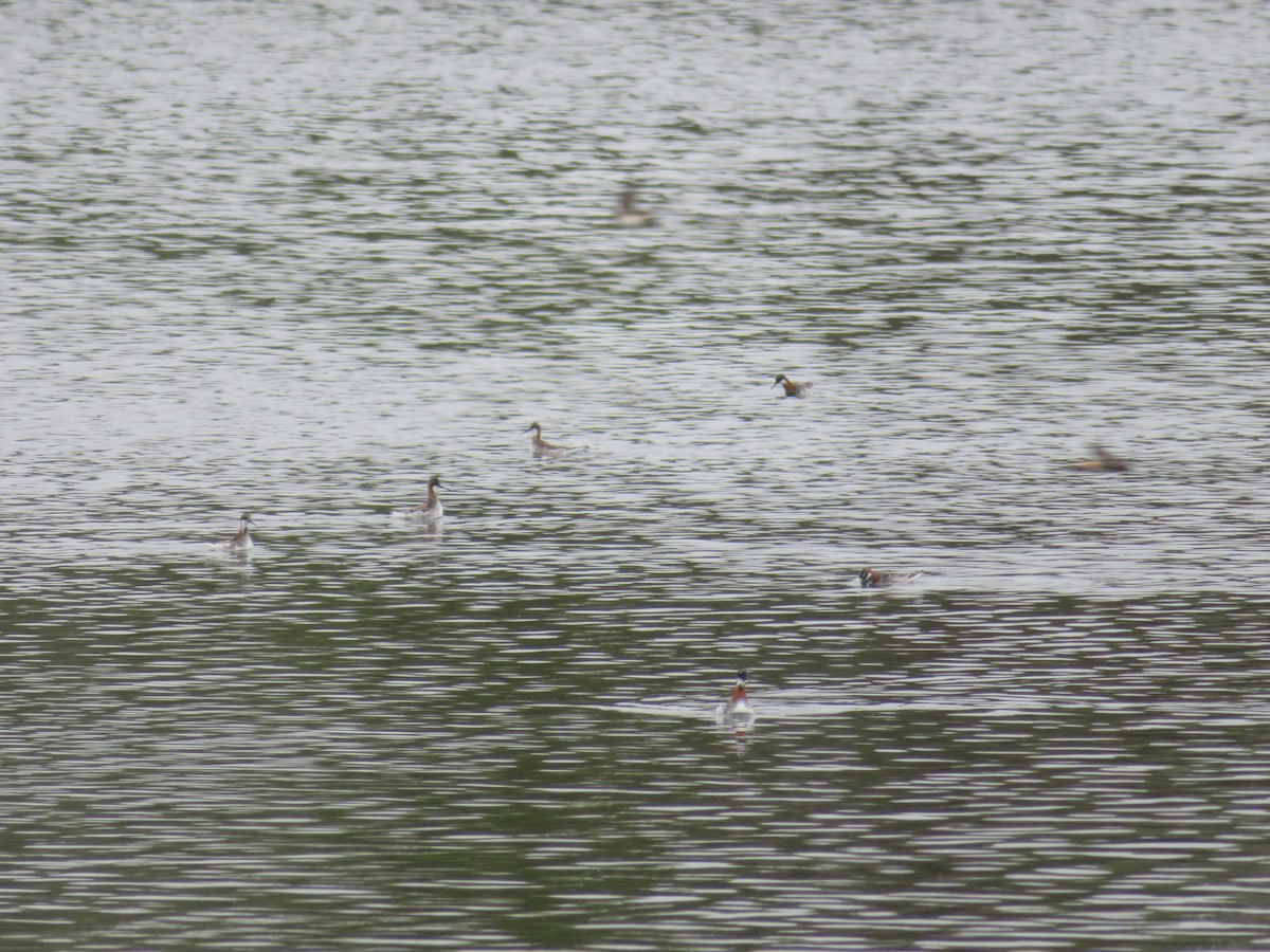 Phalarope à bec étroit - ML334625431