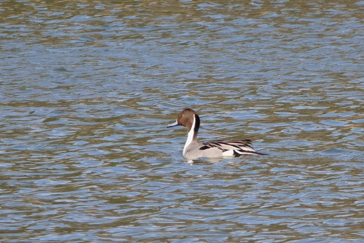 Northern Pintail - ML334625461