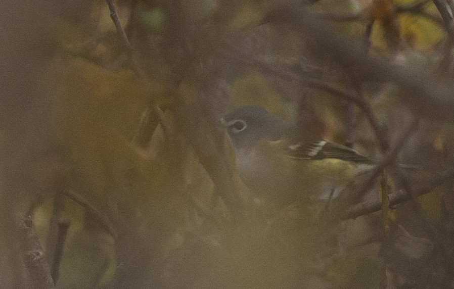 Blue-headed Vireo - Historical Middleton Island Data