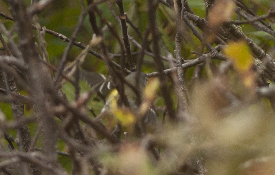 Blue-headed Vireo - ML33462651