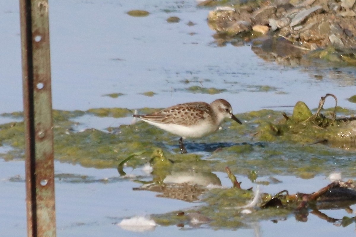 Semipalmated Sandpiper - ML33462781