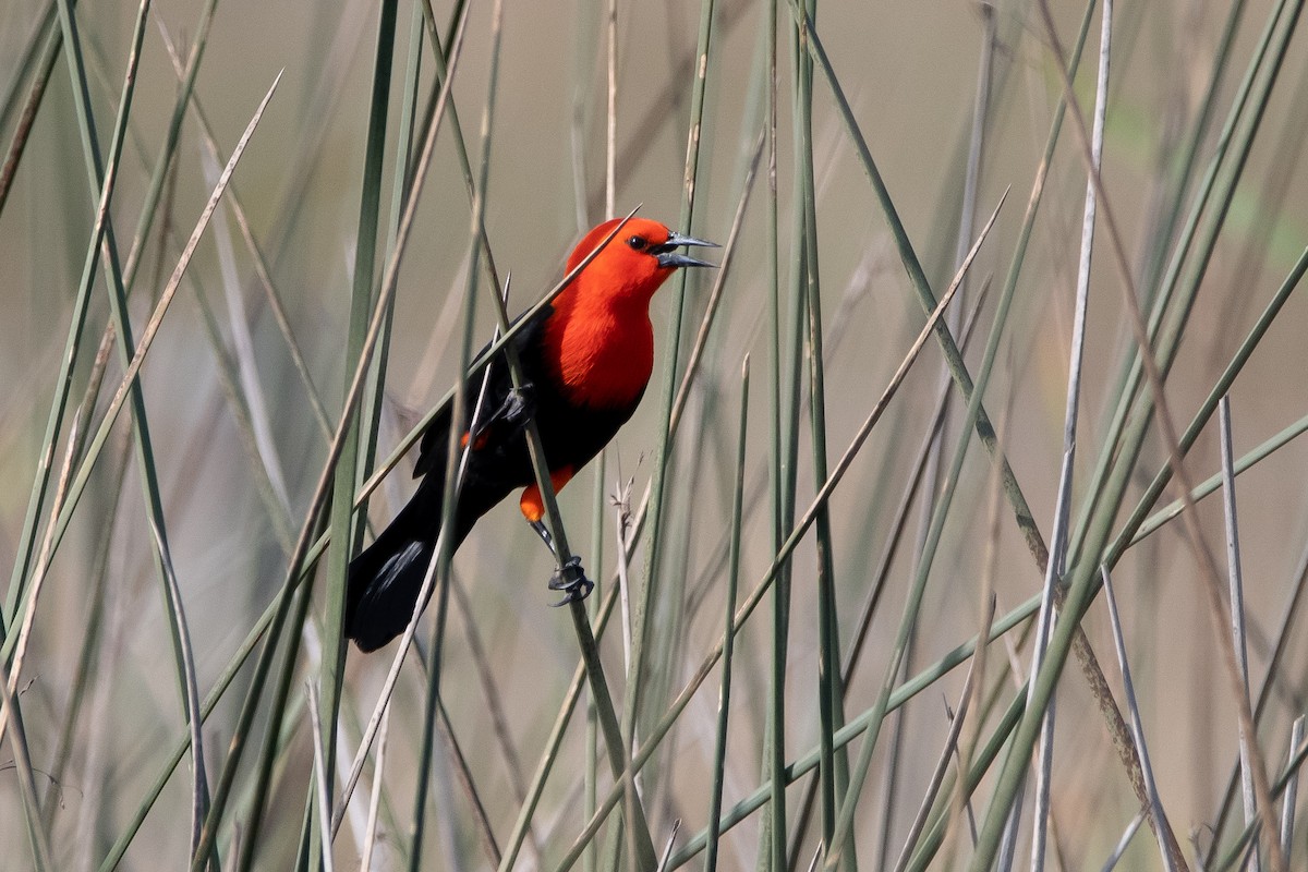 Scarlet-headed Blackbird - Elias Gonzalez