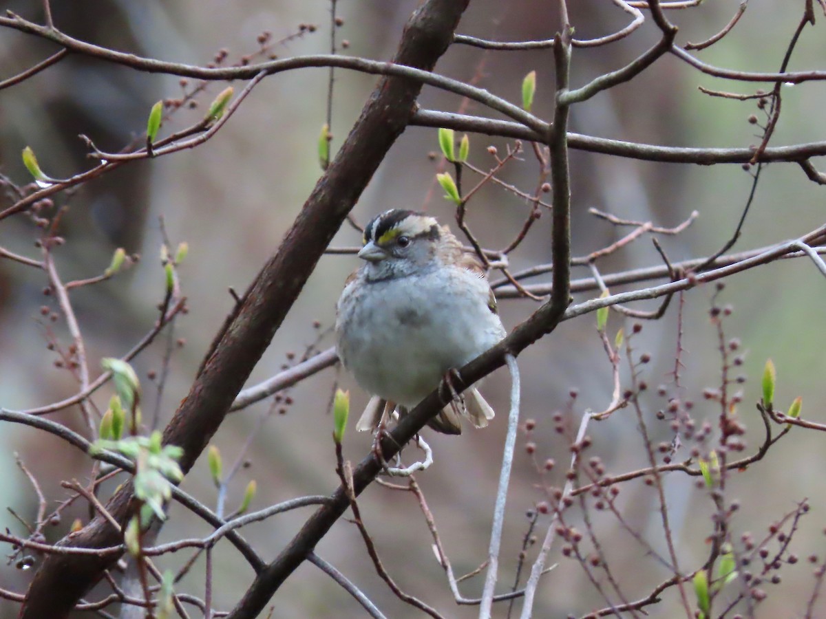 White-throated Sparrow - ML334630651