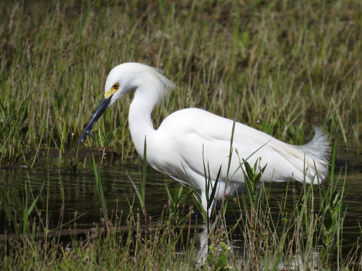 Snowy Egret - ML334631351