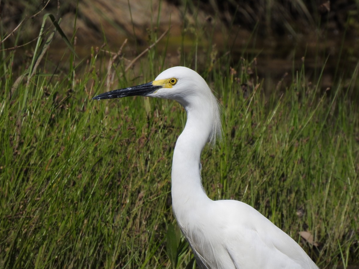 Snowy Egret - ML334631501