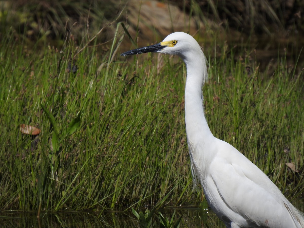 Snowy Egret - Kevin Long