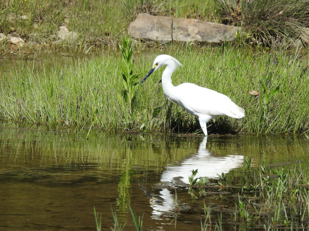 Snowy Egret - ML334631731