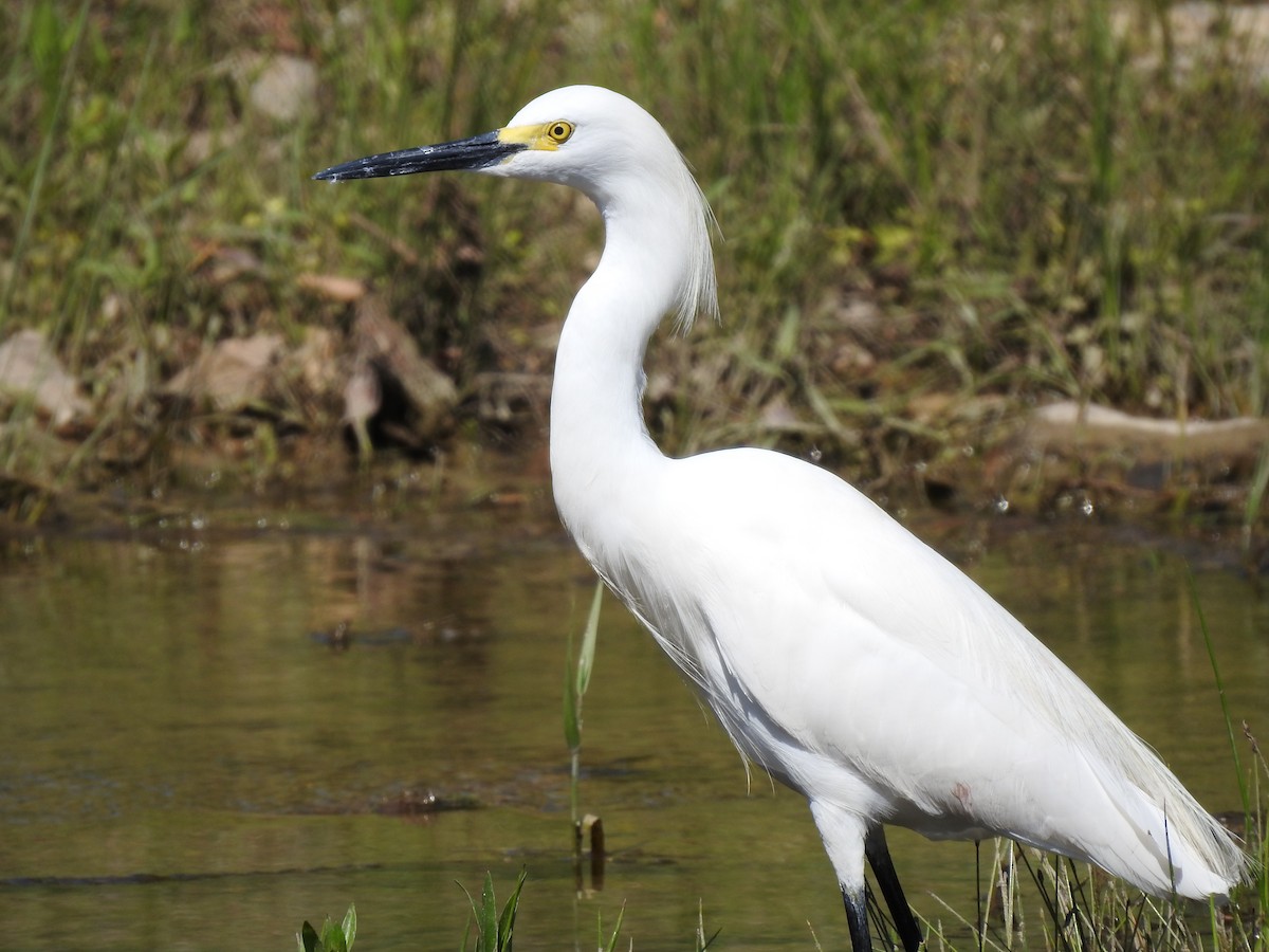 Snowy Egret - ML334631781