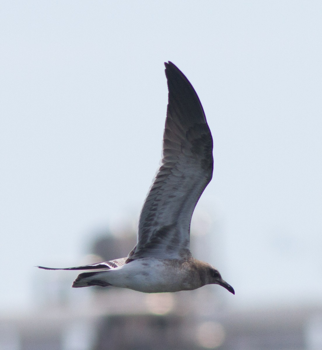 Laughing Gull - ML33463391