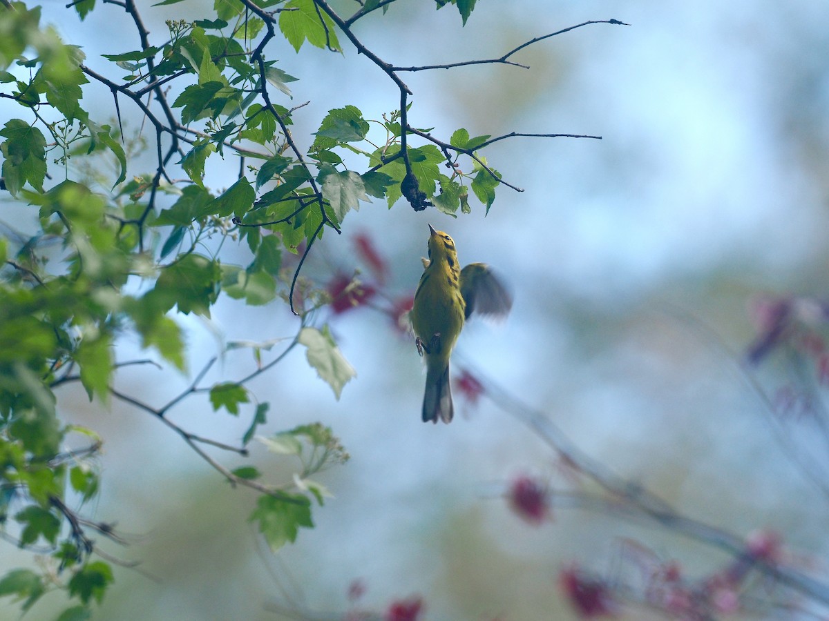 Prairie Warbler - Gabriel Willow