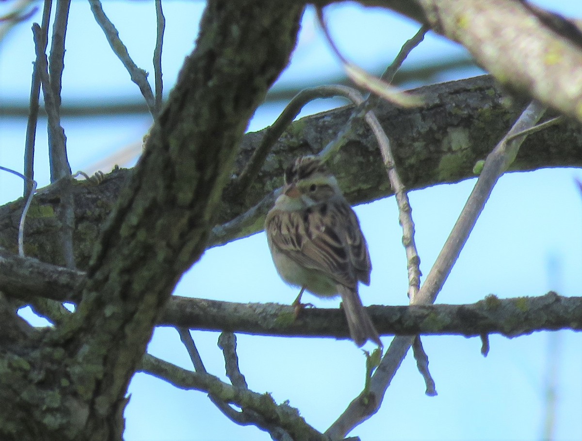 Clay-colored Sparrow - ML334634591