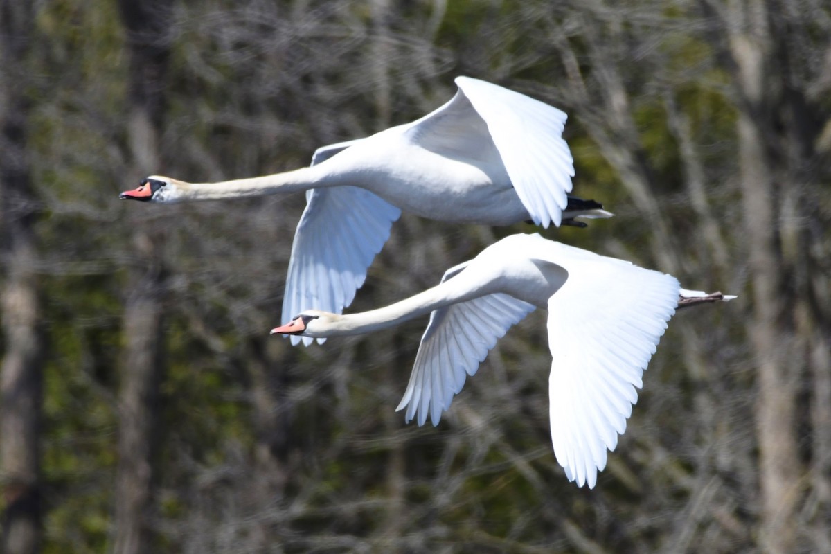 Mute Swan - ML334635671