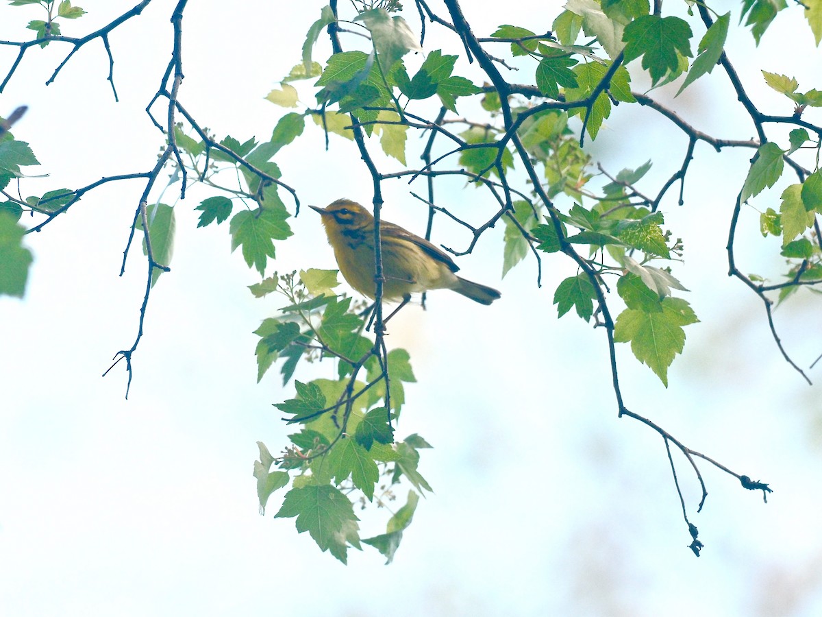 Prairie Warbler - Gabriel Willow