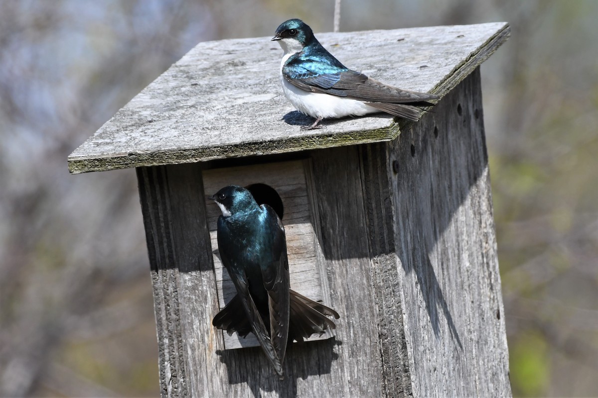 Tree Swallow - ML334635861