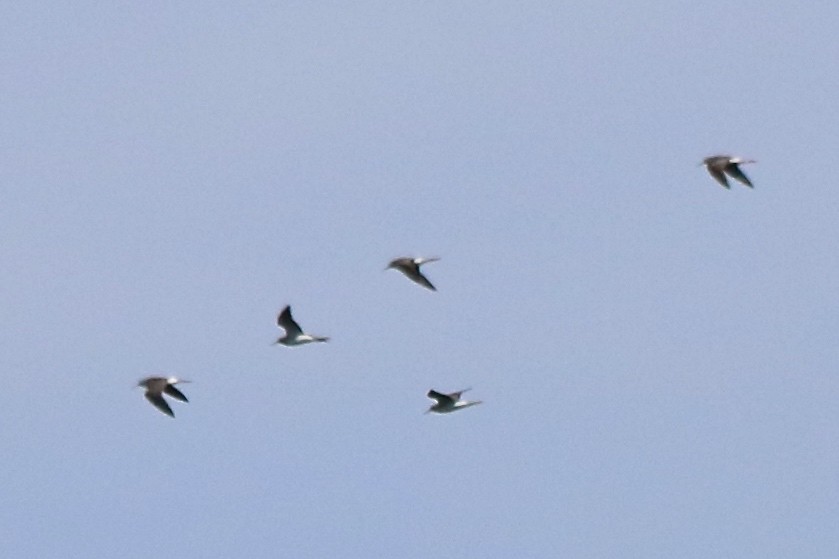 Lesser Yellowlegs - ML33463711