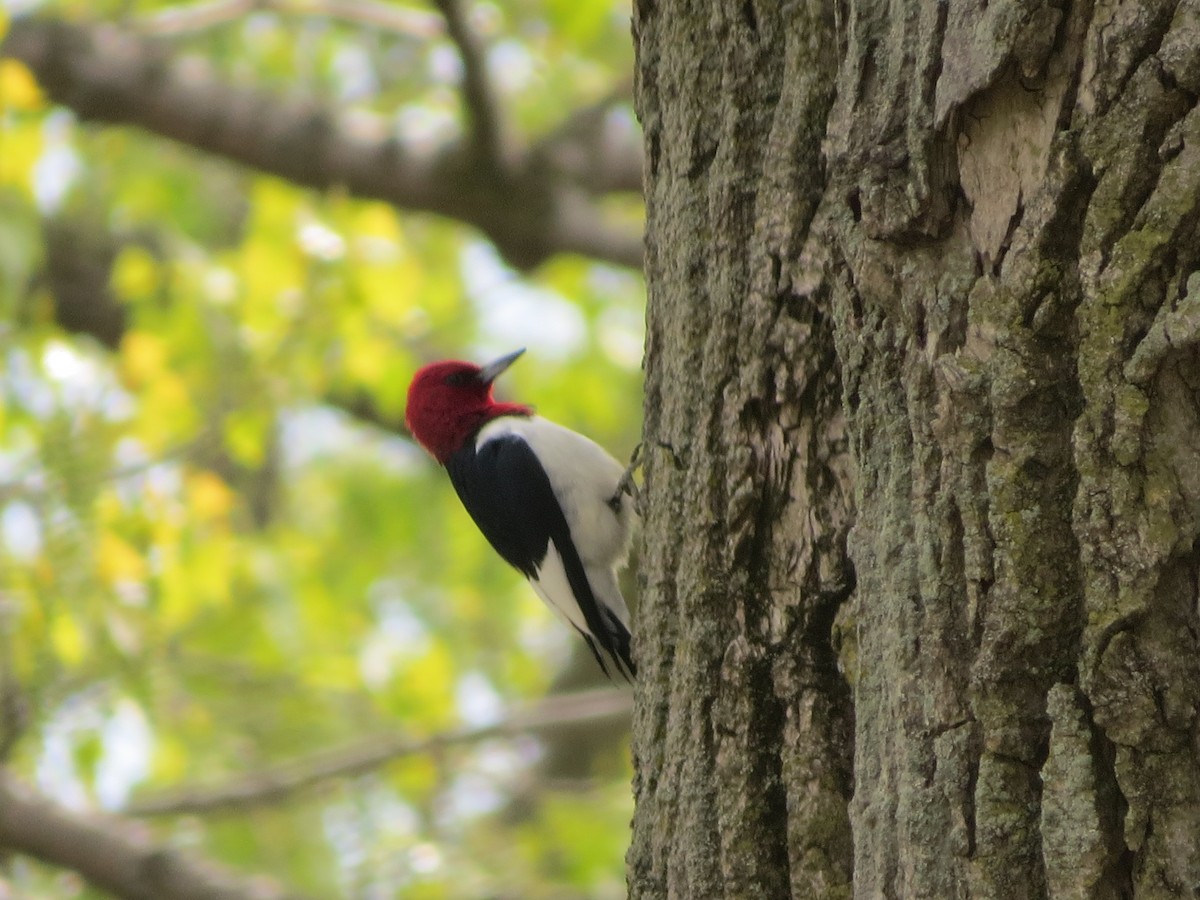 Red-headed Woodpecker - ML334638891