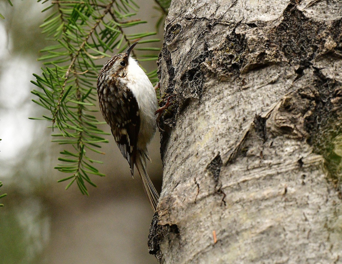 Brown Creeper - ML334640611