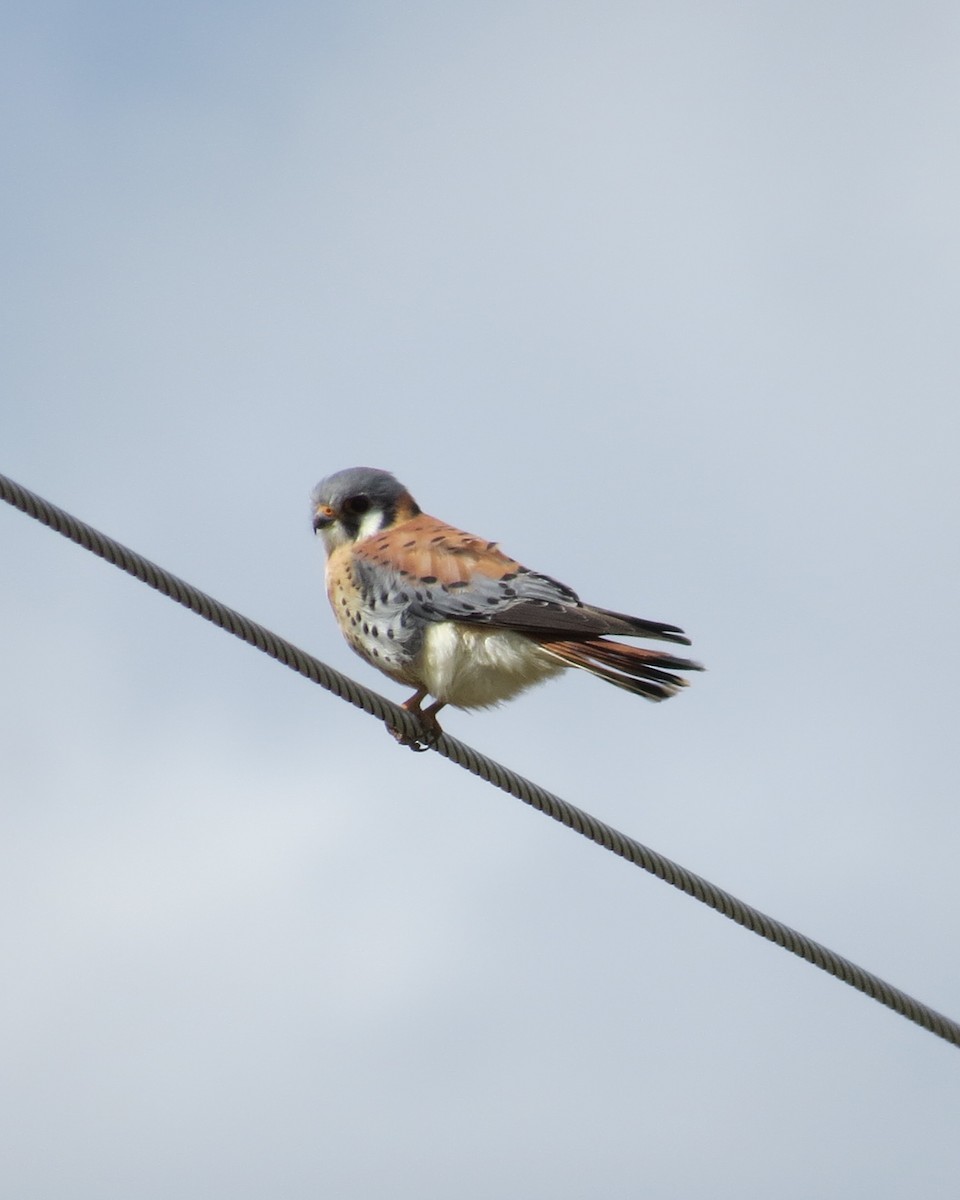 American Kestrel - ML334642431