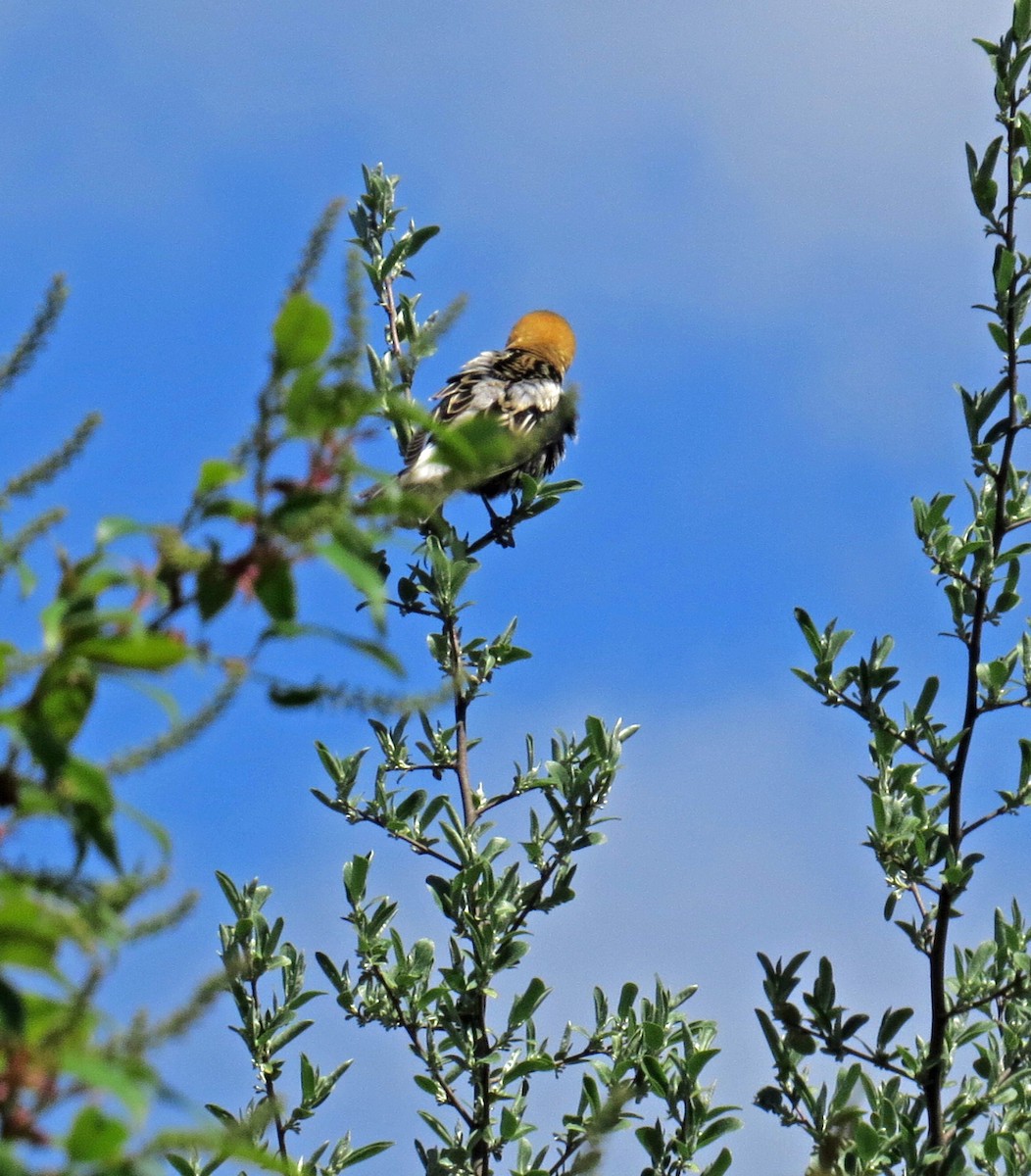 Bobolink - Denise Jernigan