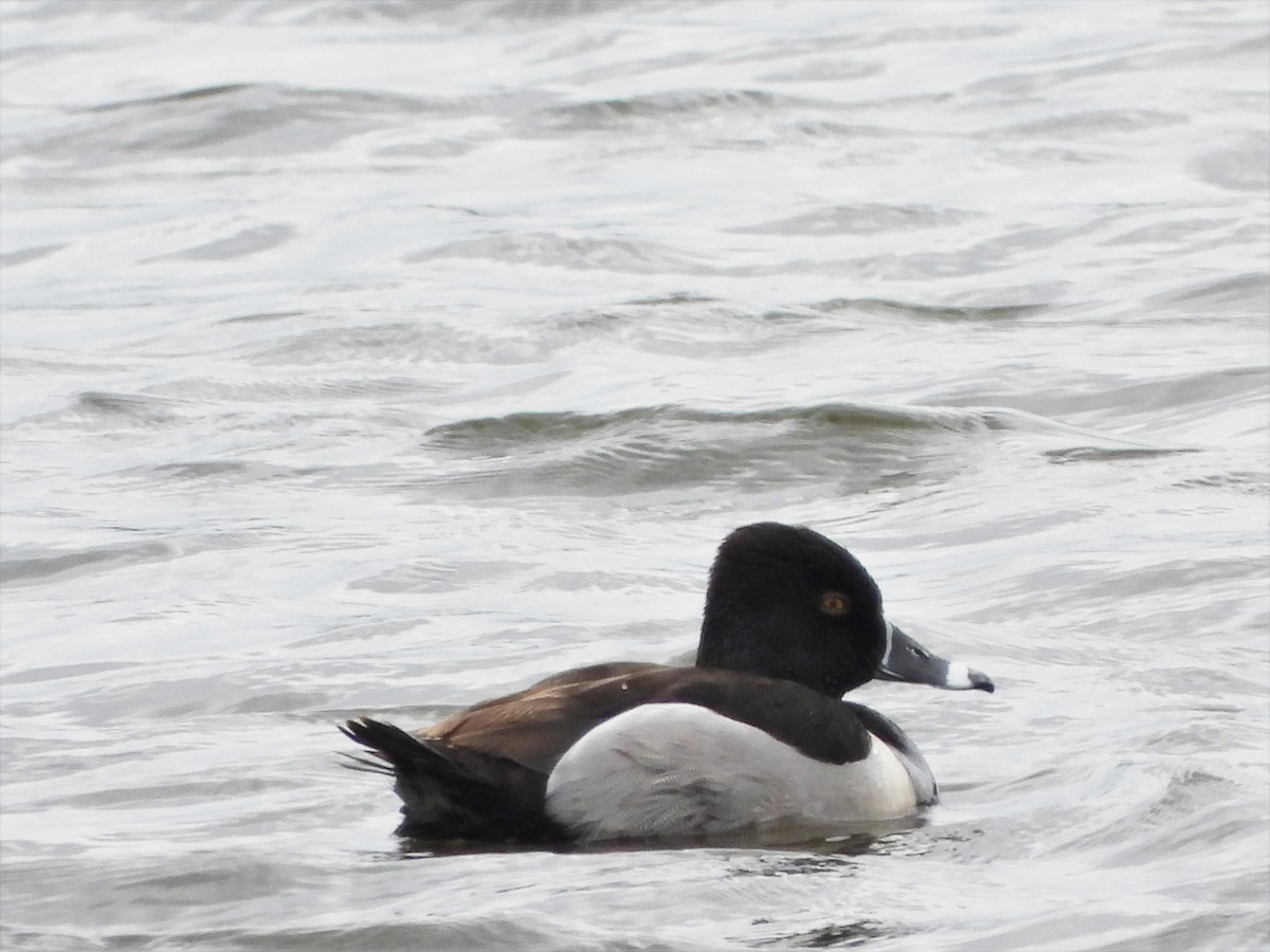 Ring-necked Duck - ML334646621