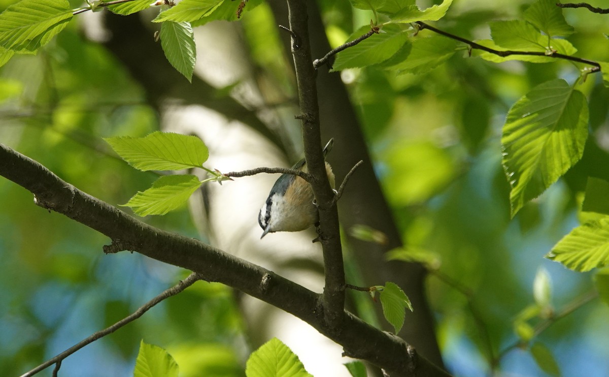 Red-breasted Nuthatch - ML334647421