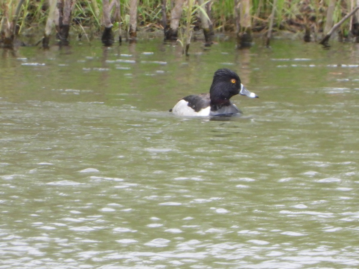 Ring-necked Duck - ML334647441