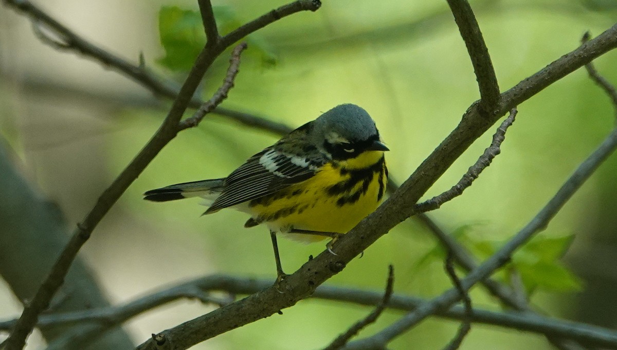 Magnolia Warbler - Peter Reisfeld