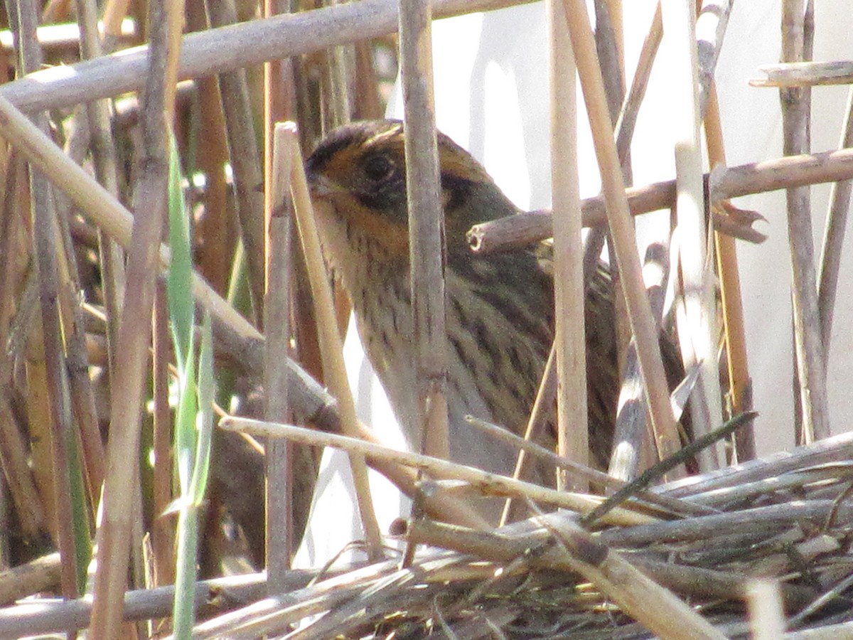 Saltmarsh Sparrow - ML334648041