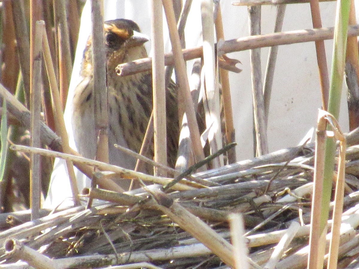 Saltmarsh Sparrow - ML334648051