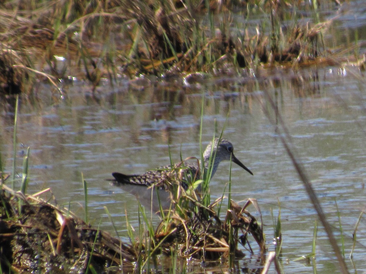 Lesser Yellowlegs - ML334648171