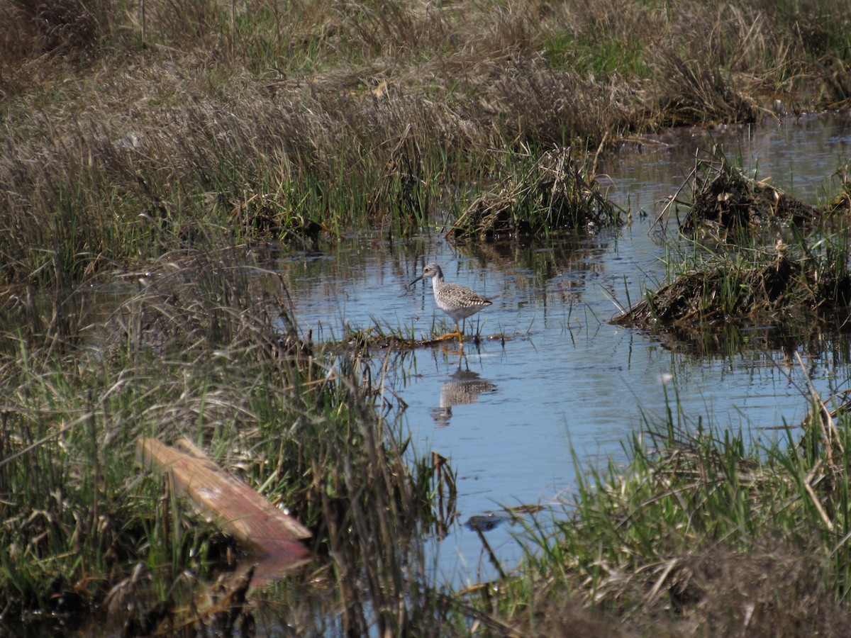 Lesser Yellowlegs - ML334648181