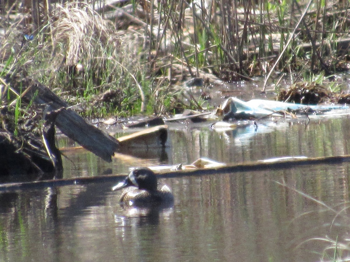 Blue-winged Teal - ML334648301