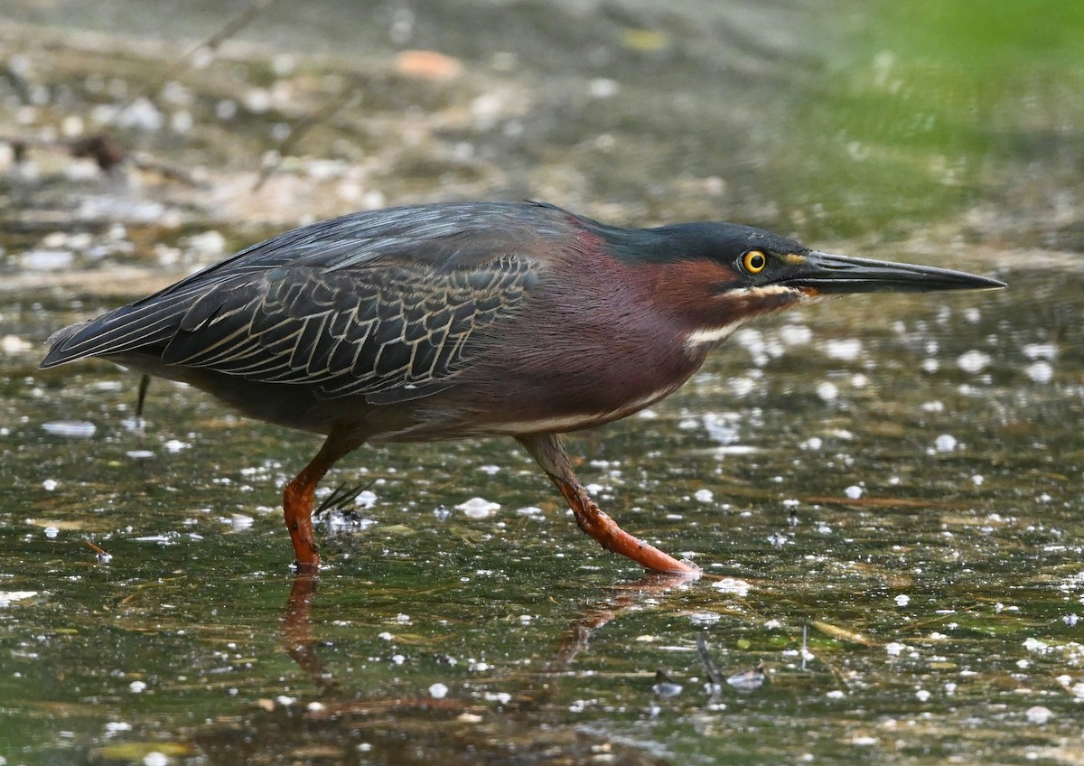 Green Heron - ML334648321