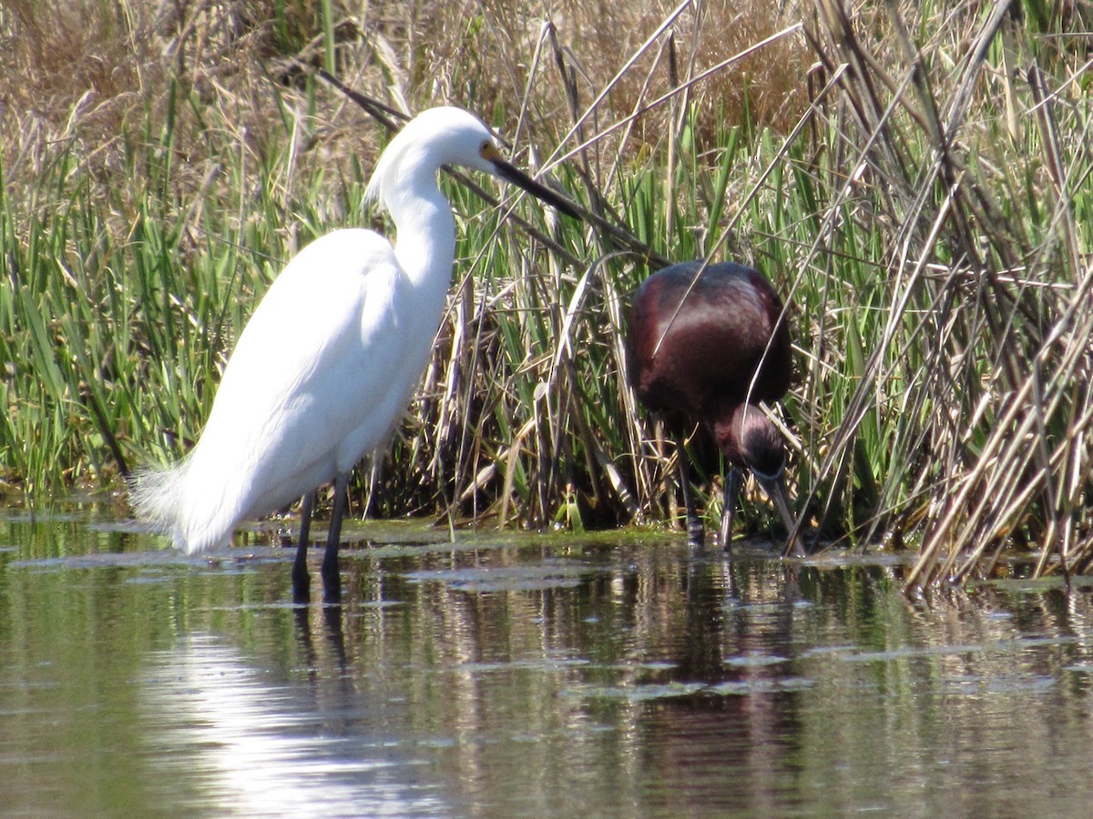 Snowy Egret - Richard Fleming