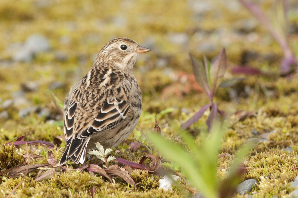 Smith's Longspur - Historical Middleton Island Data