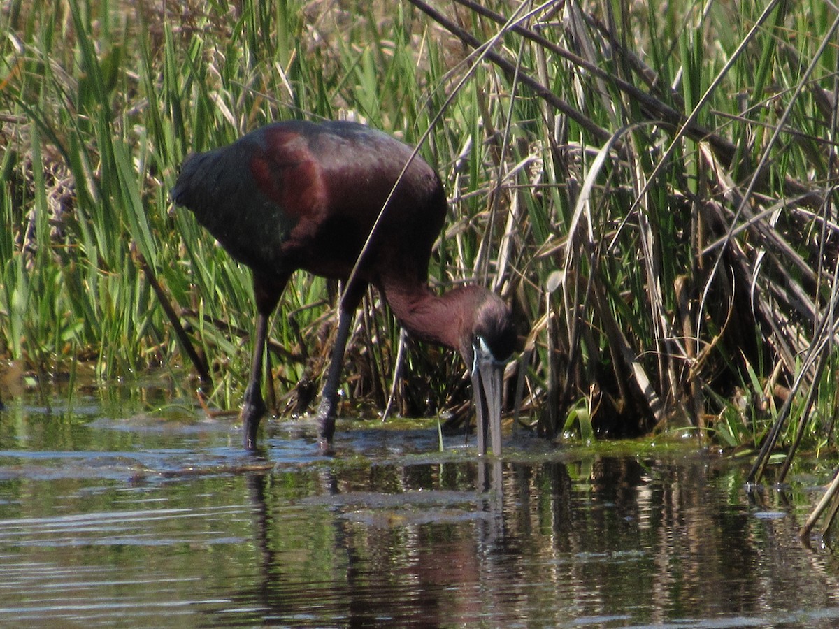 Glossy Ibis - Richard Fleming