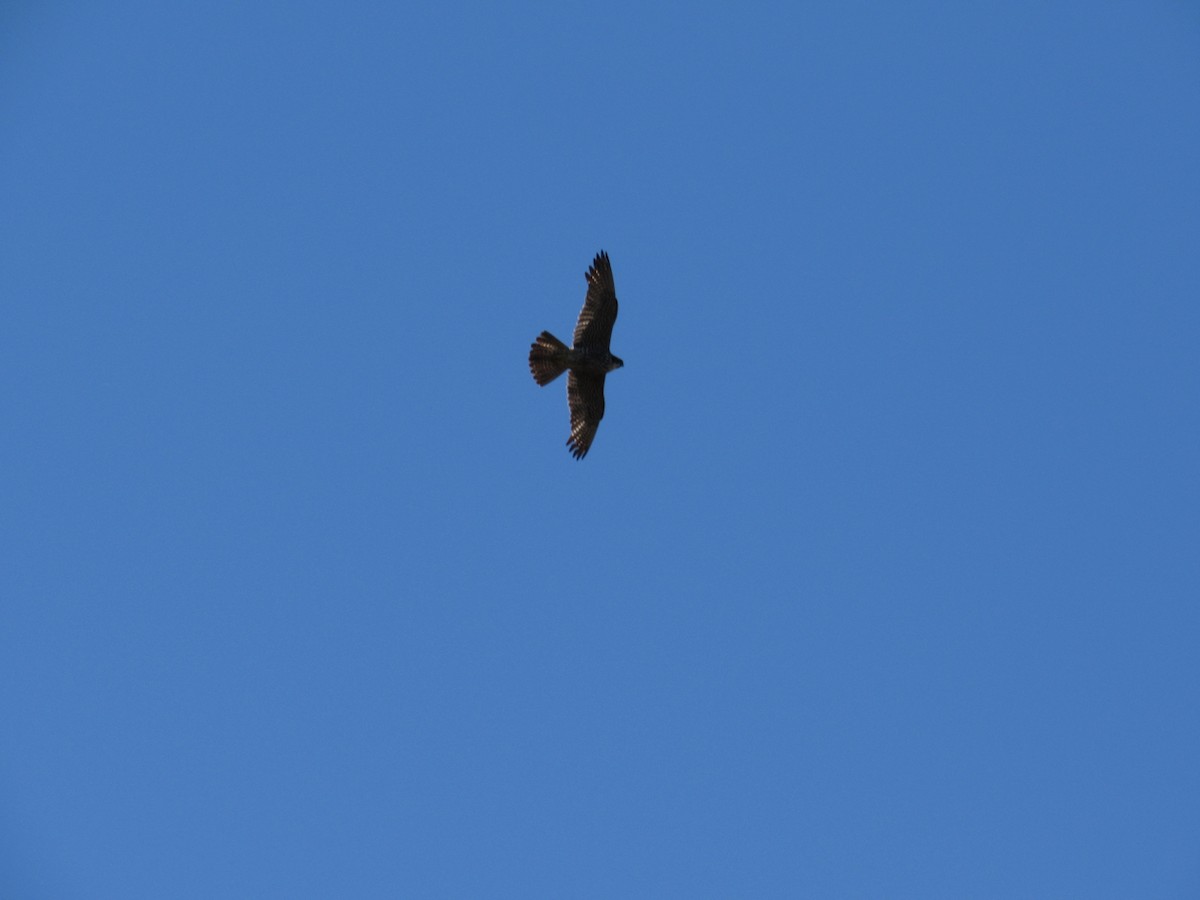 Peregrine Falcon - Richard Fleming