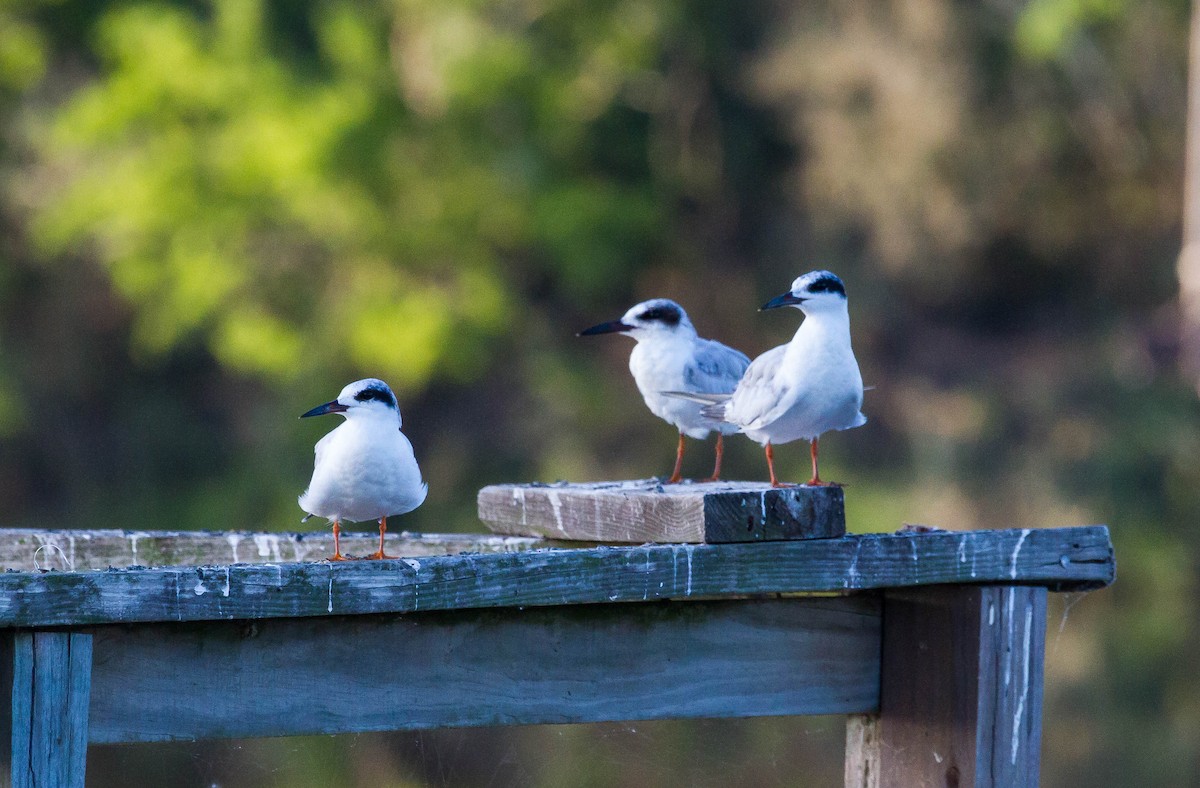 Forster's Tern - ML33464881