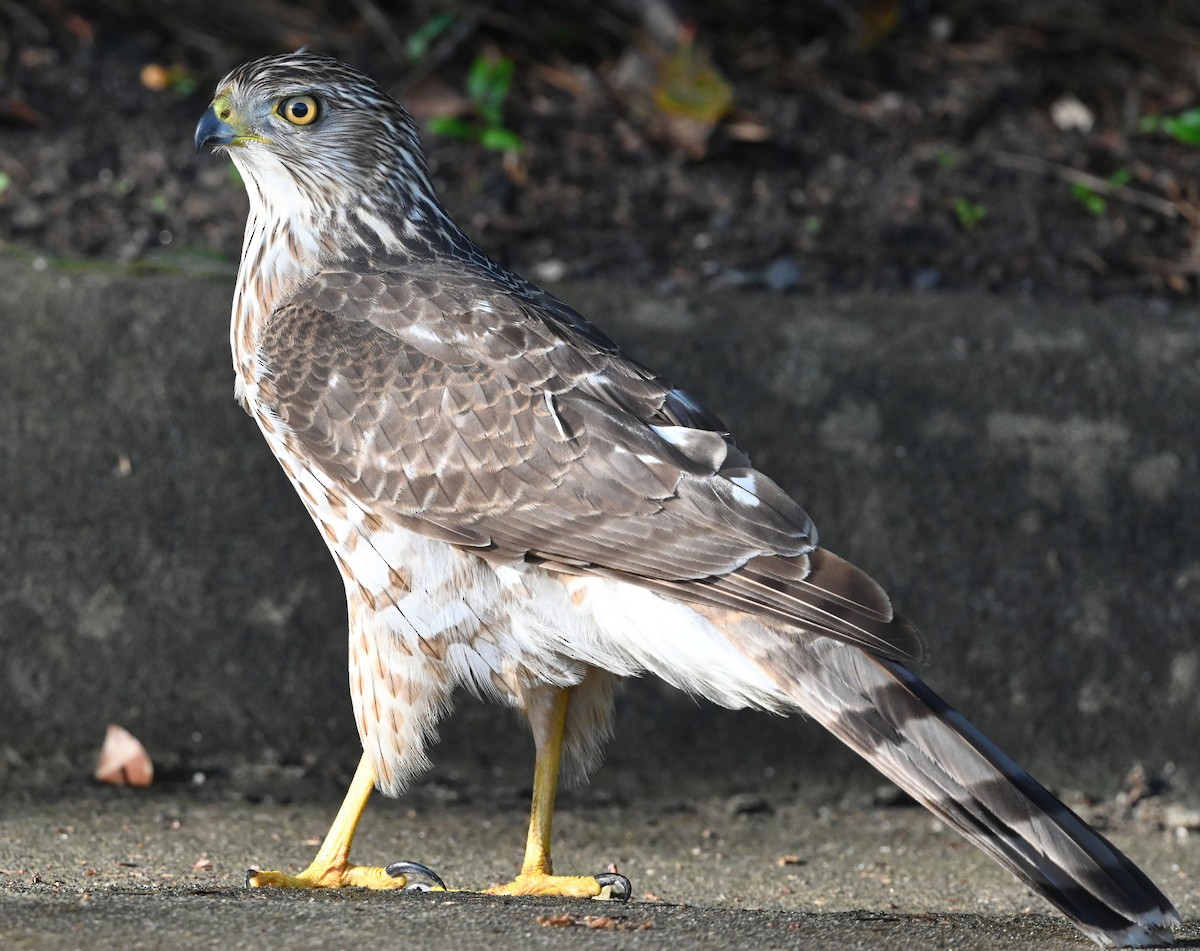 Cooper's Hawk - ML334648811