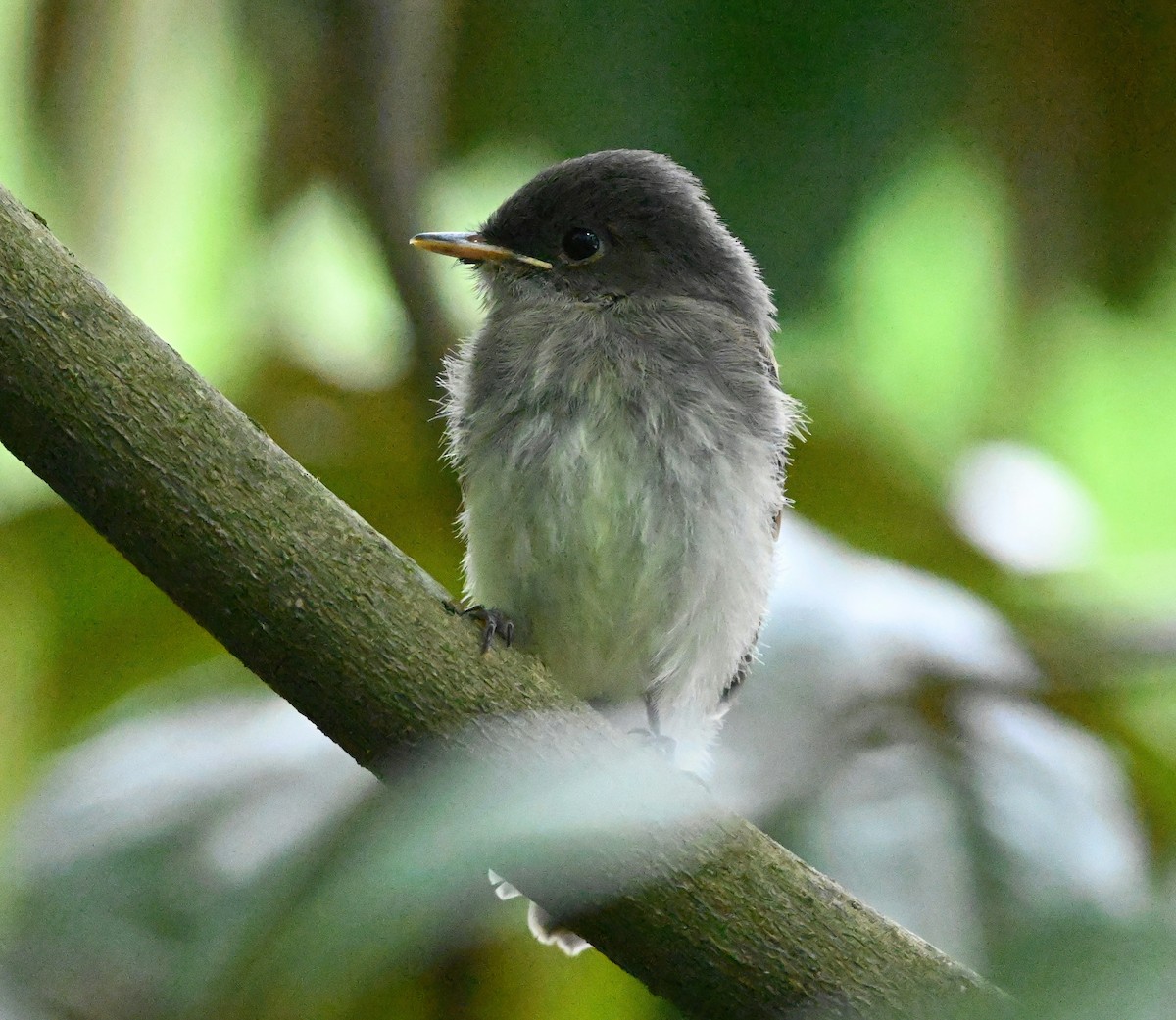 Eastern Phoebe - ML334648891