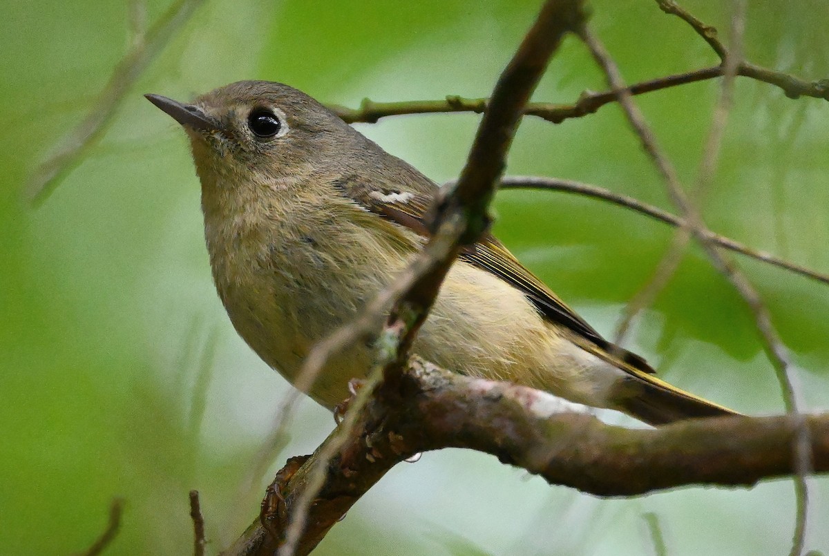 Ruby-crowned Kinglet - ML334649671