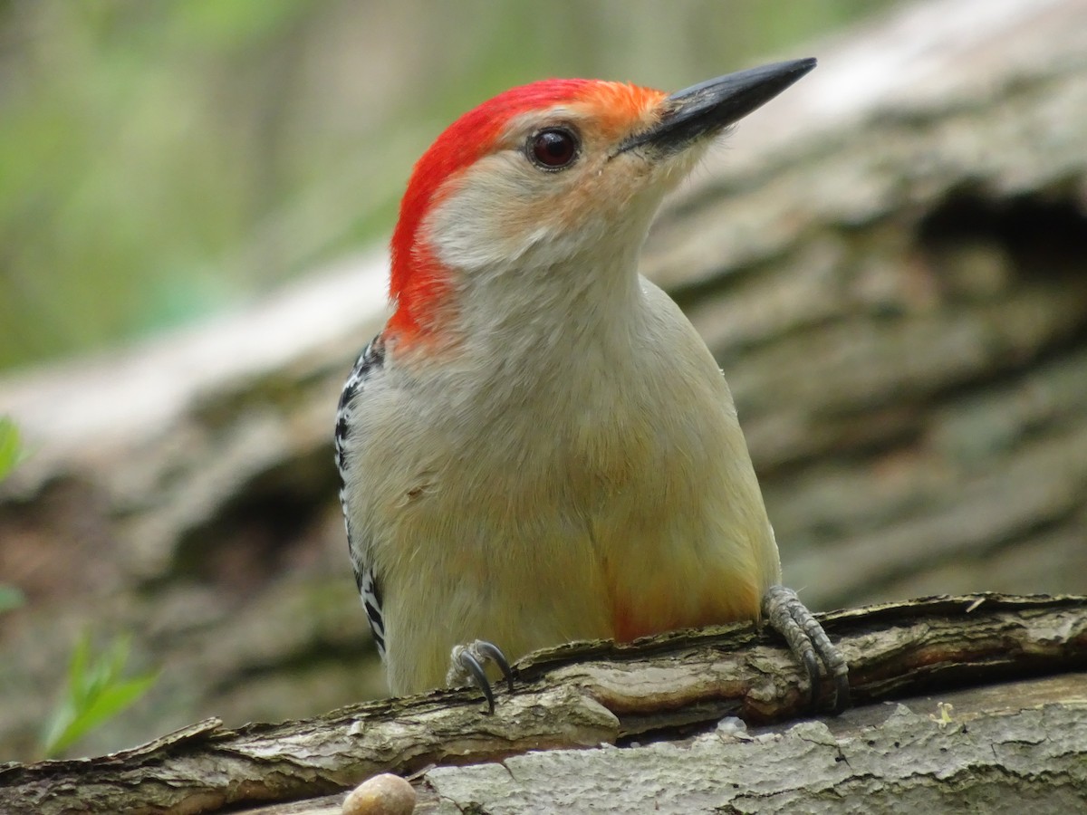 Red-bellied Woodpecker - Jenna Martin